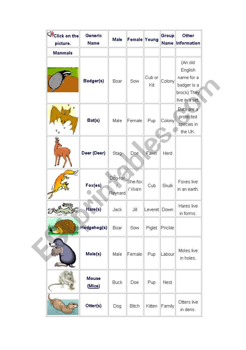 Animals worksheet