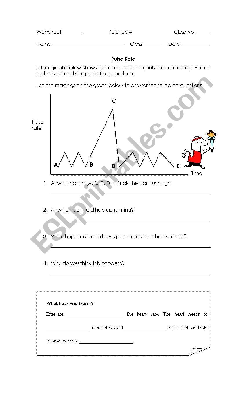 pulse rate worksheet