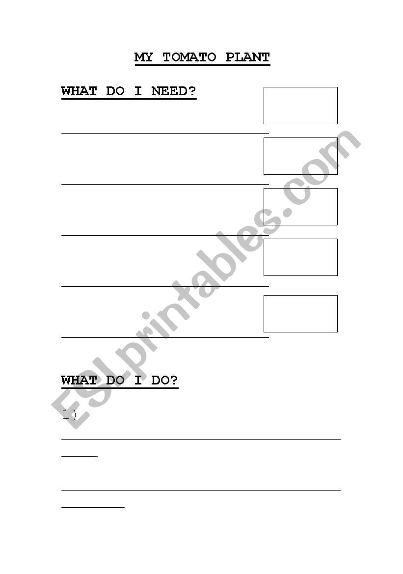 Tomato planting proceedure worksheet