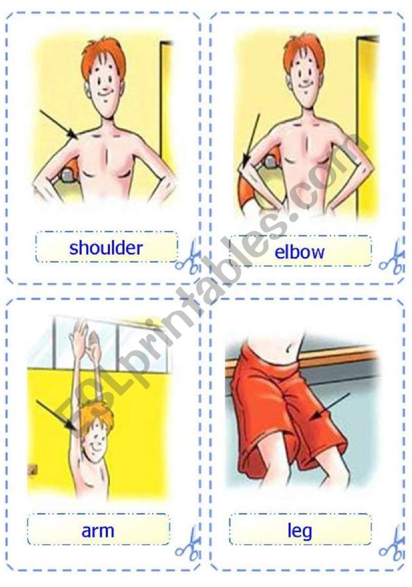 Body - Flash-cards worksheet