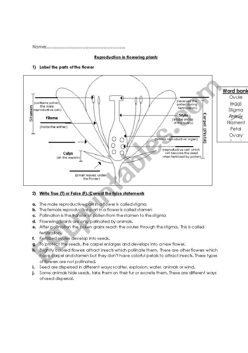 Reproduction in flowering plants Worksheet 1