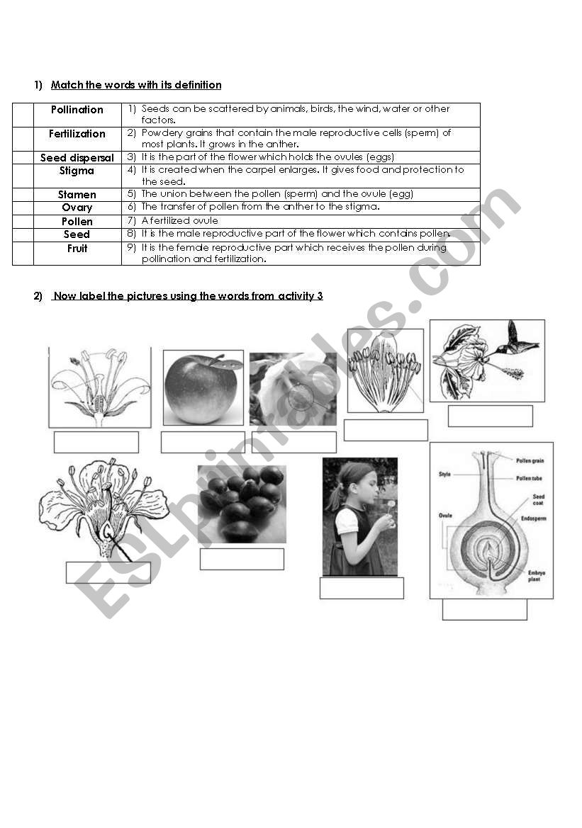 reproduction in flowering plants worksheet 2