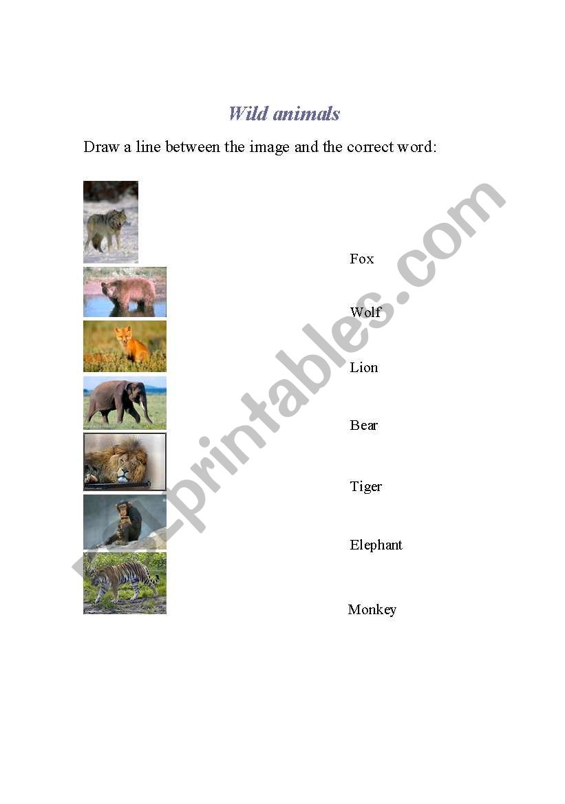 wild animals worksheet