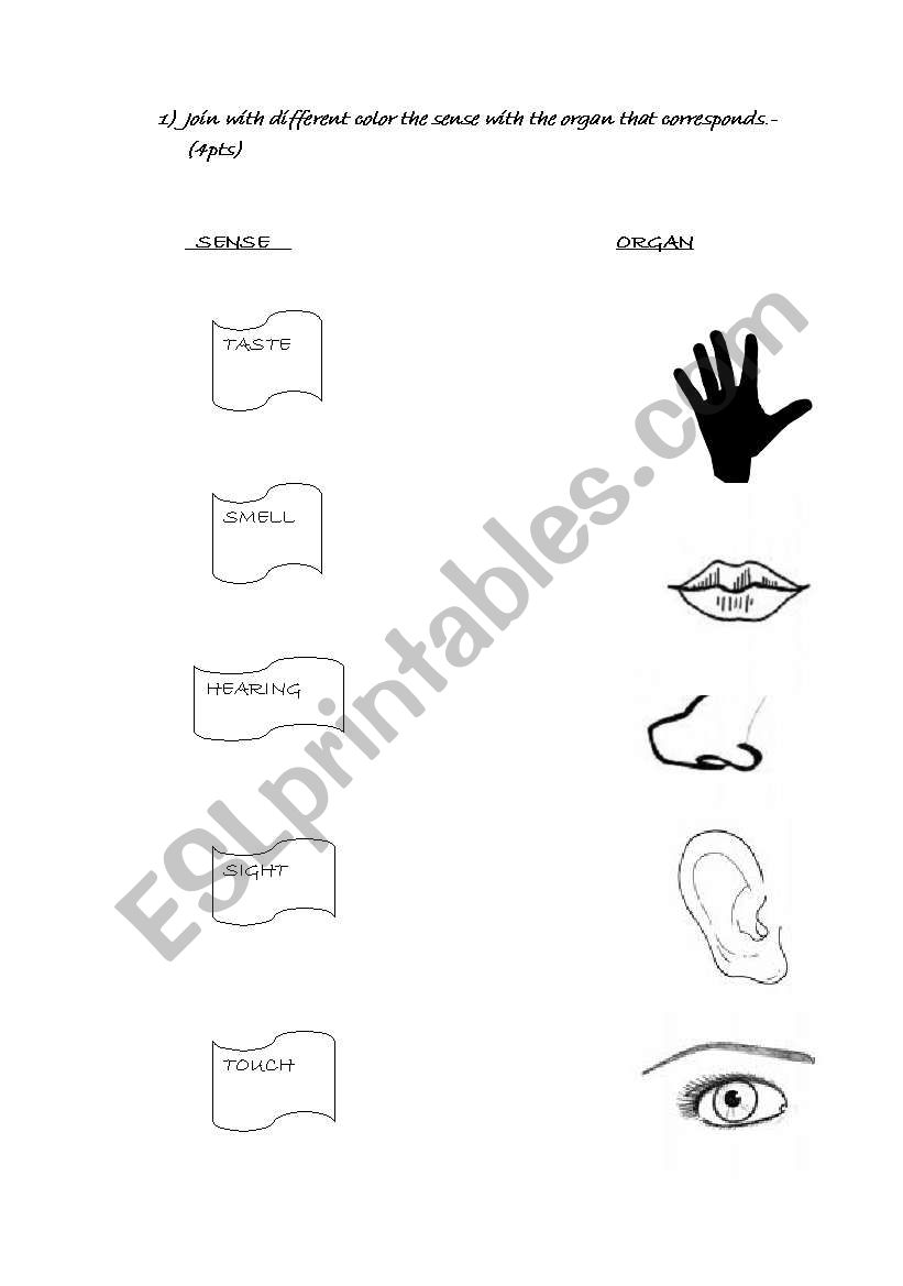 the five senses worksheet