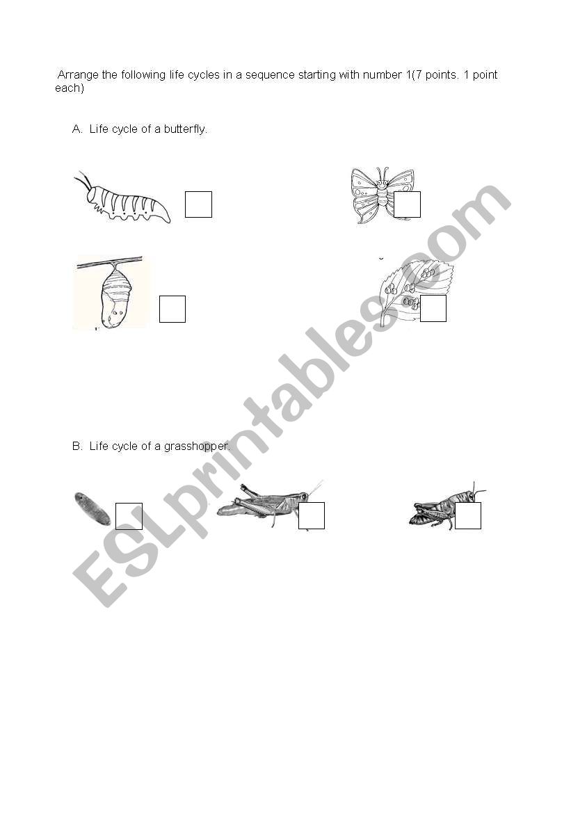 life cycles worksheet