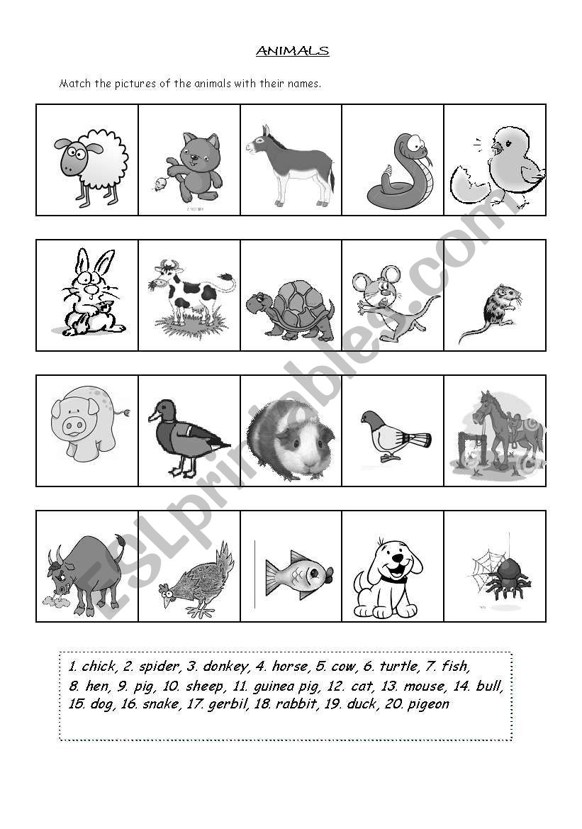 animals pics worksheet