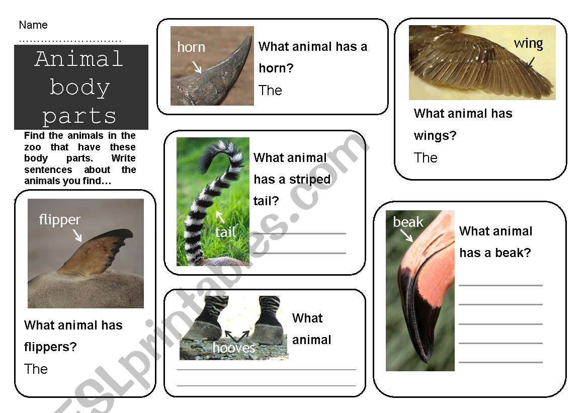 Animal Body Parts worksheet