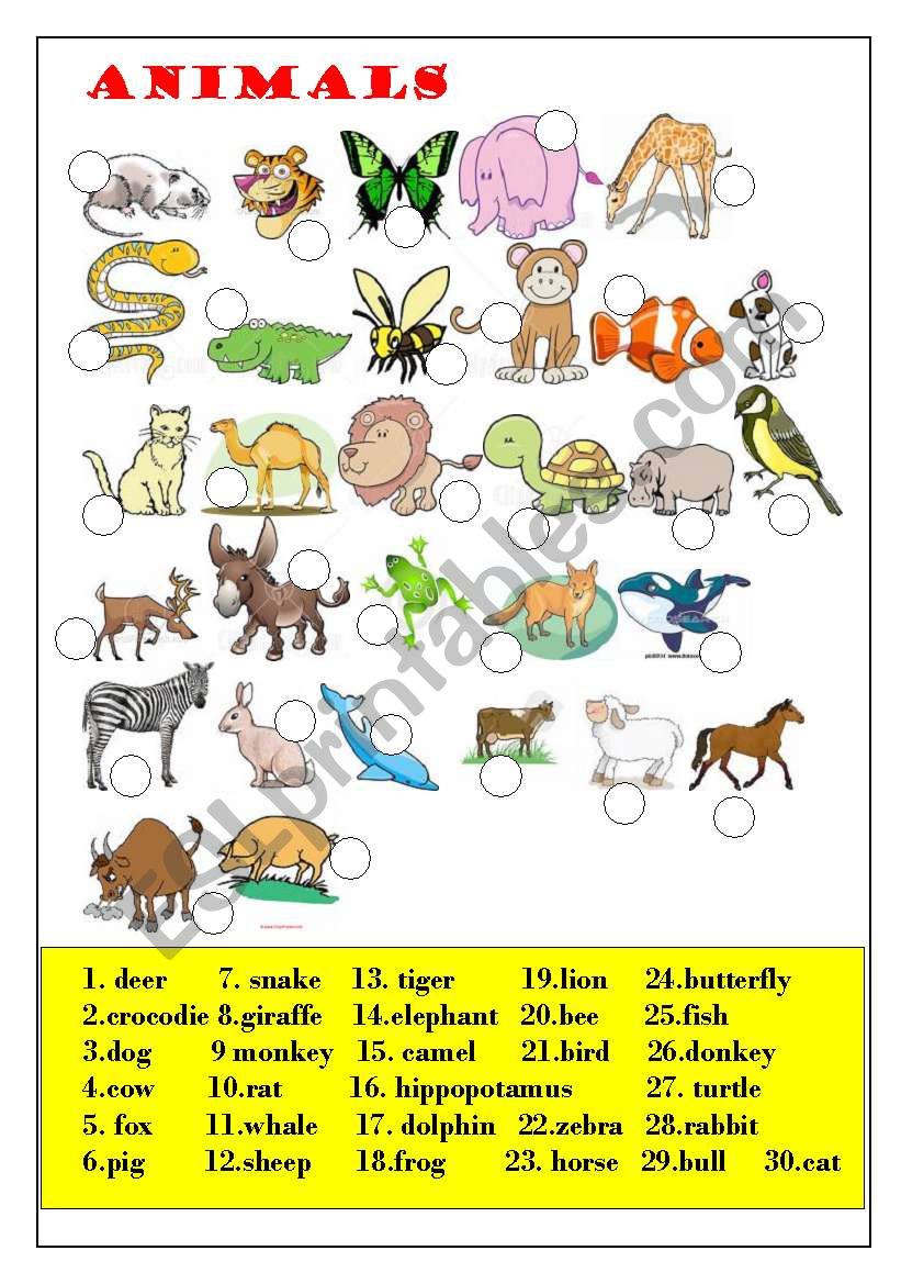 wildlife animals worksheet