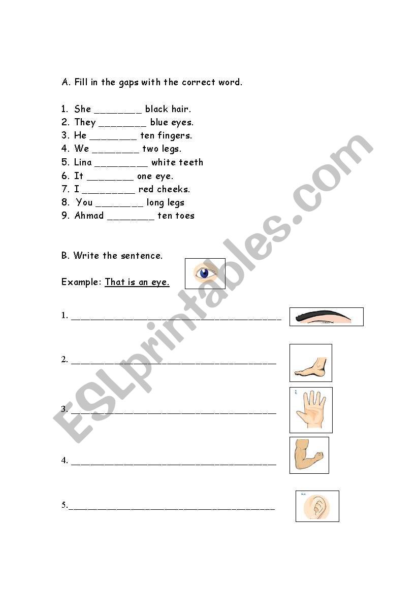 body parts - have&has / an&a worksheet