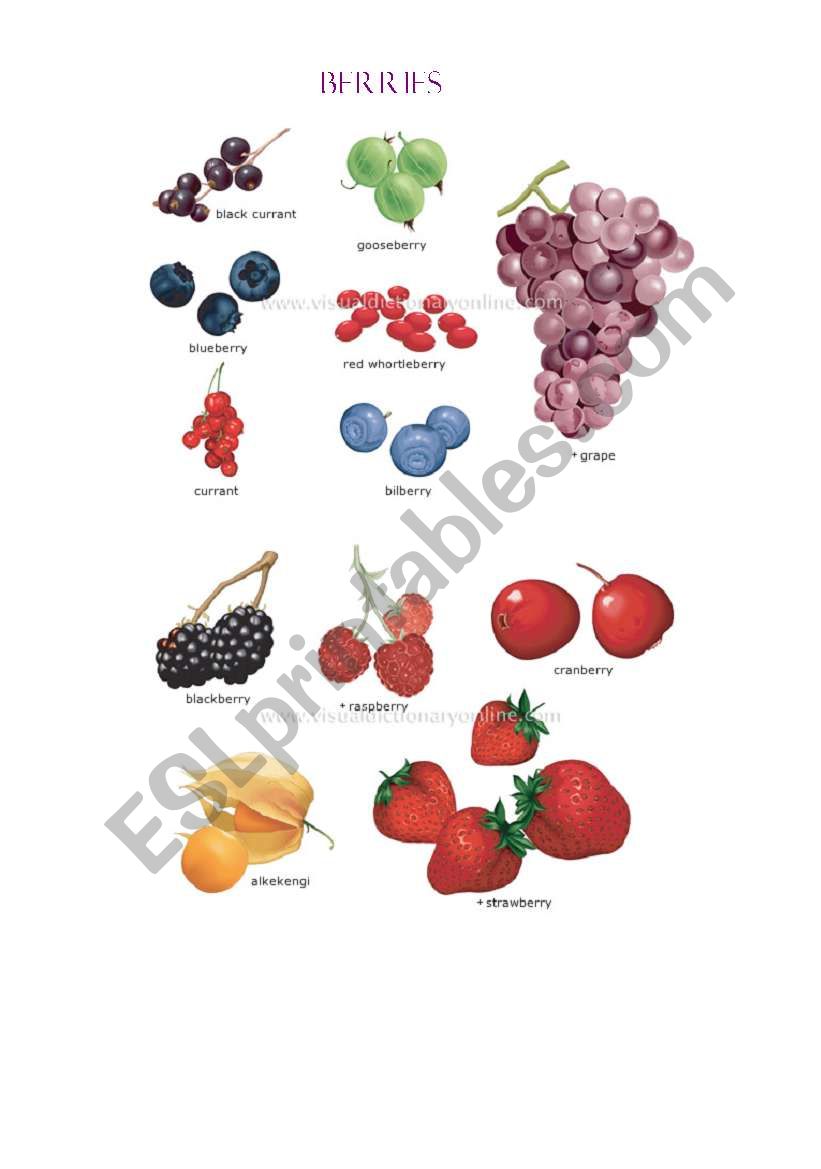 Berries worksheet