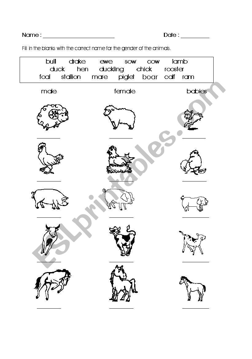 animals and their babies  worksheet