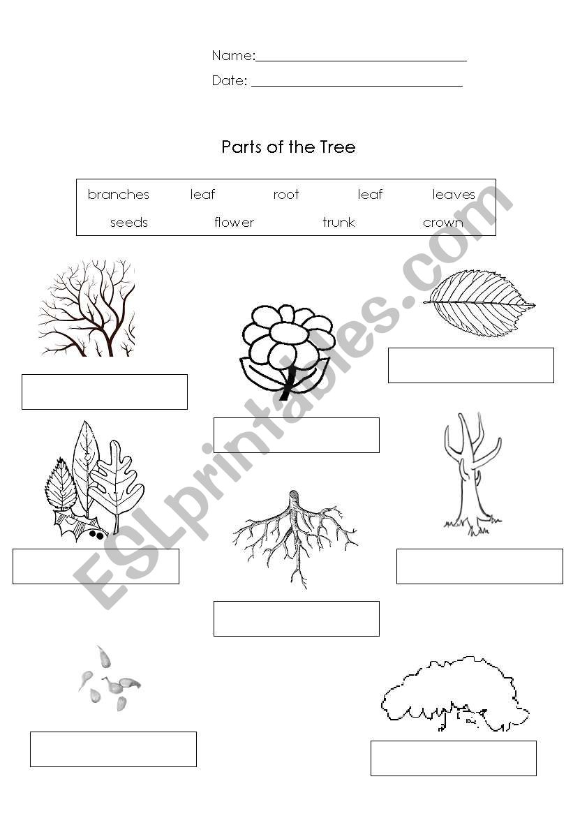 Parts of the Tree  worksheet