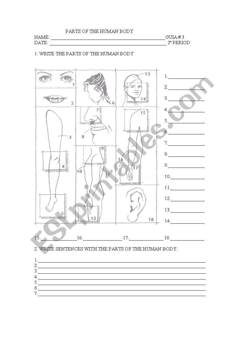 PARTS OF THE HUMAN BODY worksheet