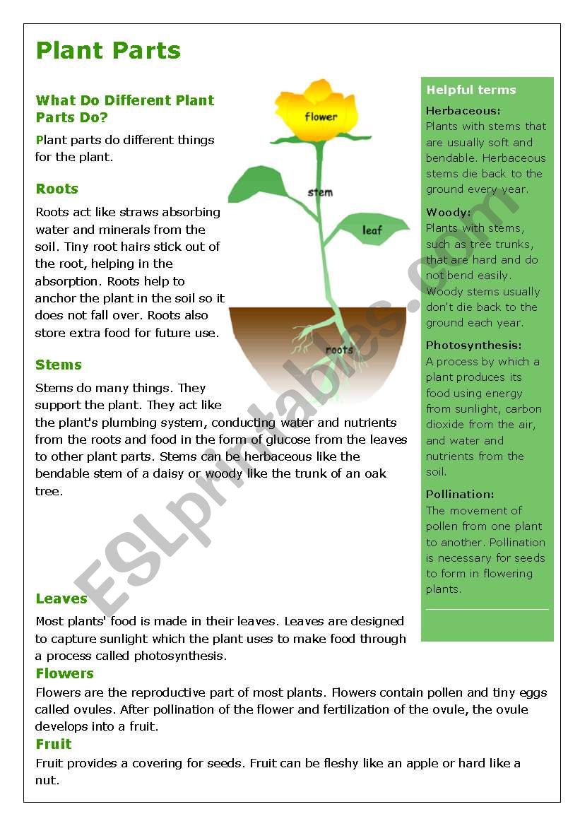Plants- reading and comprehension