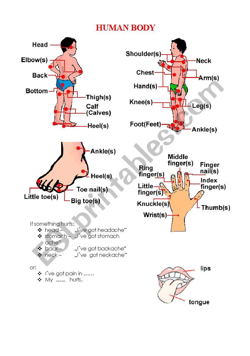 human body worksheet