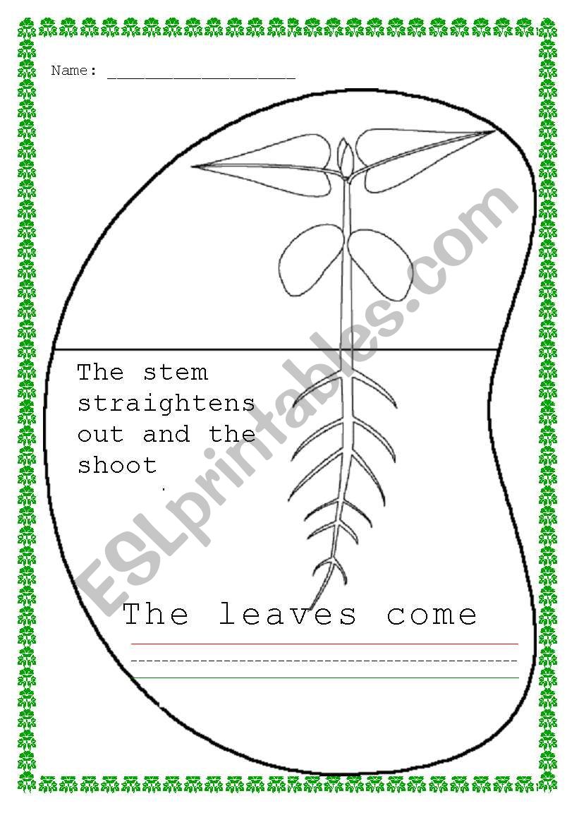 Been Plant worksheet