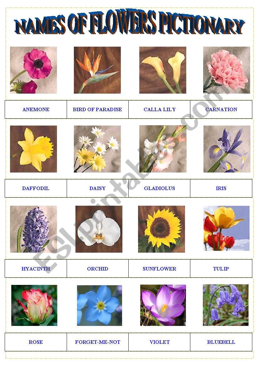 Names of Flowers Pictionary worksheet