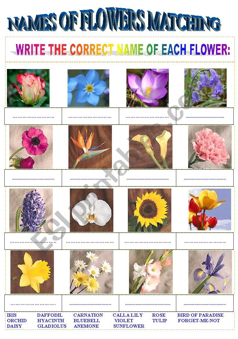 Names of Flowers Matching worksheet