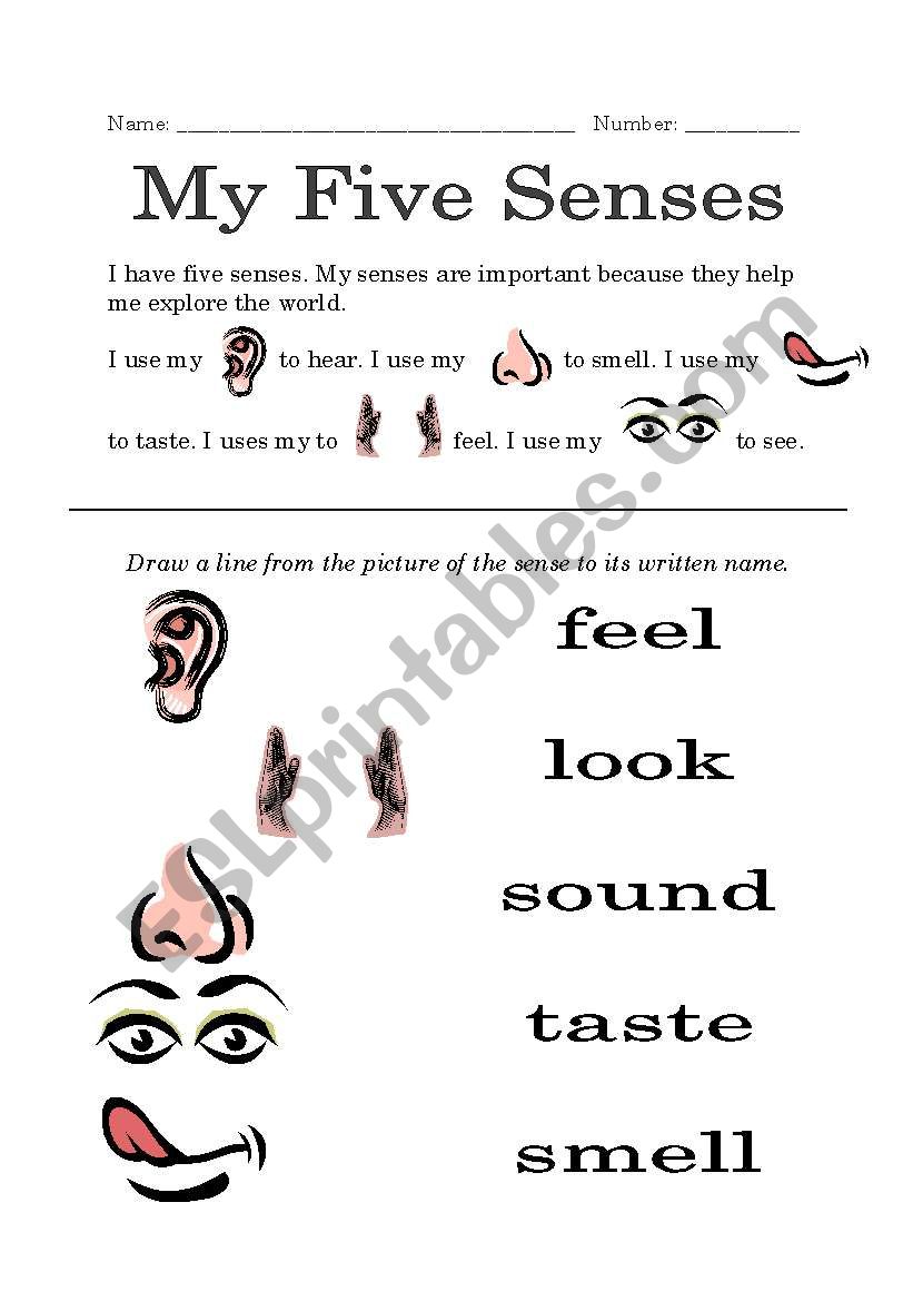 My Five Senses  worksheet