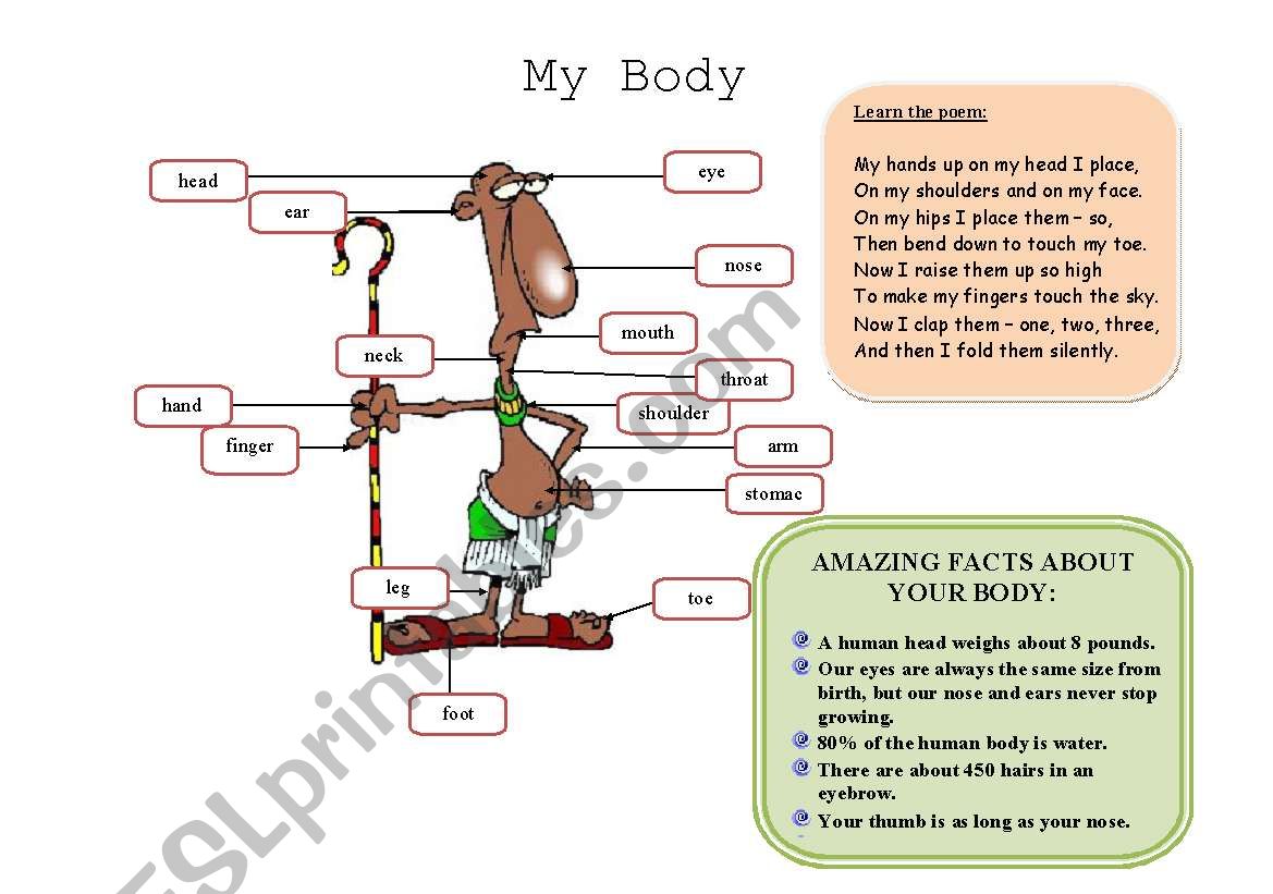 MY BODY (1/2) worksheet