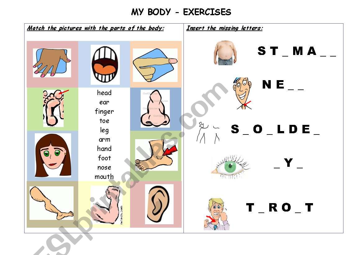MY BODY (2/2) worksheet