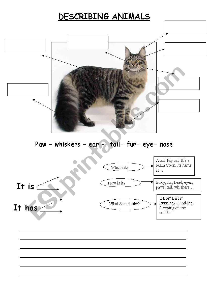 describing animals worksheet