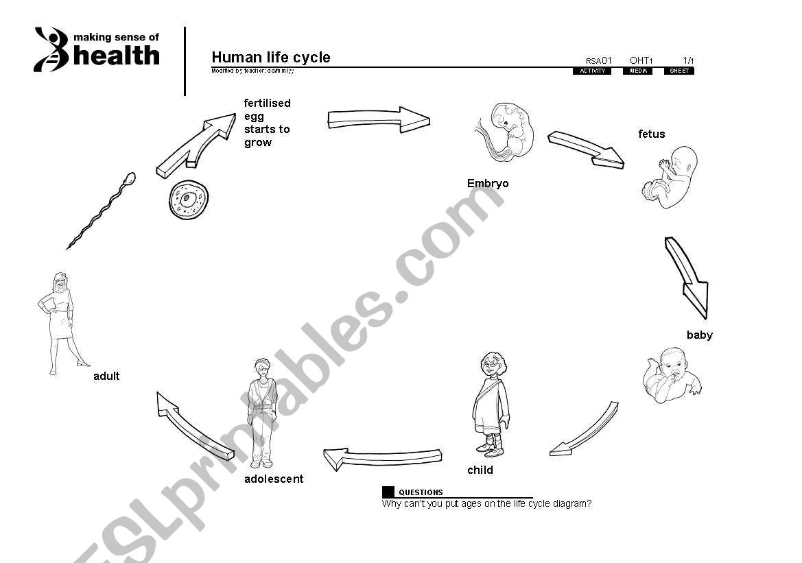 Life Cycle of a person diagram