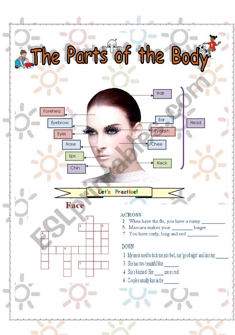 parts of the body: II part  worksheet