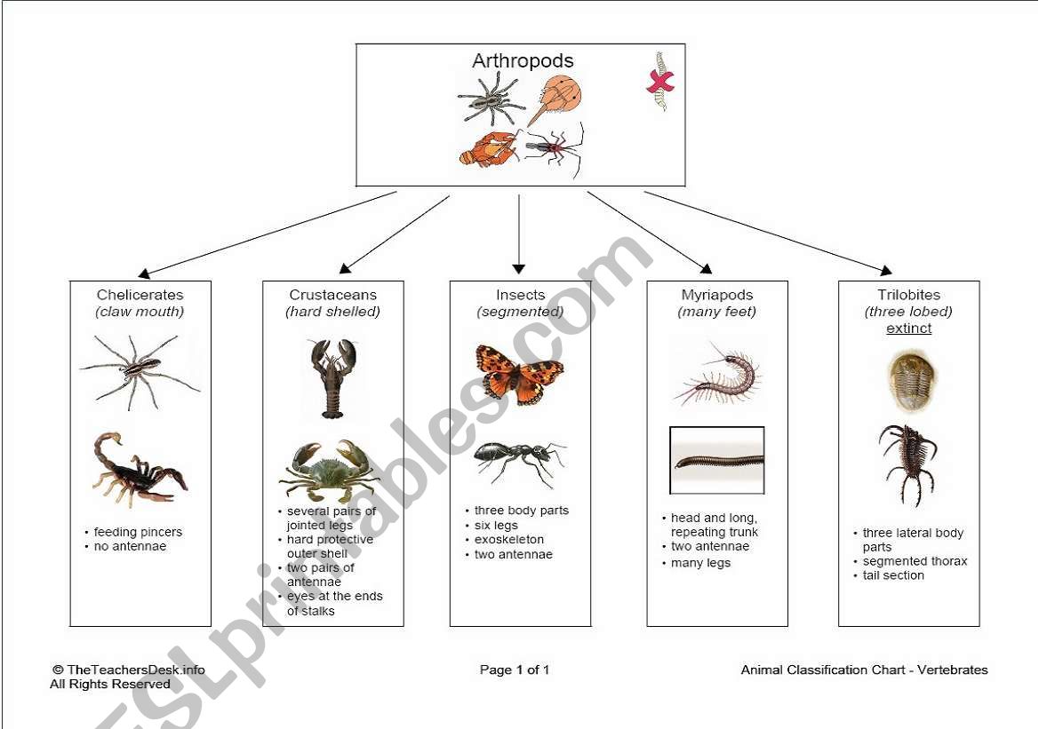 Arthropod Classification worksheet