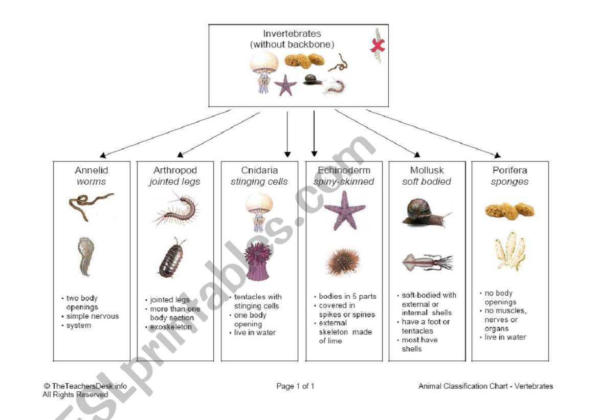 Invertebrate Classification Chart