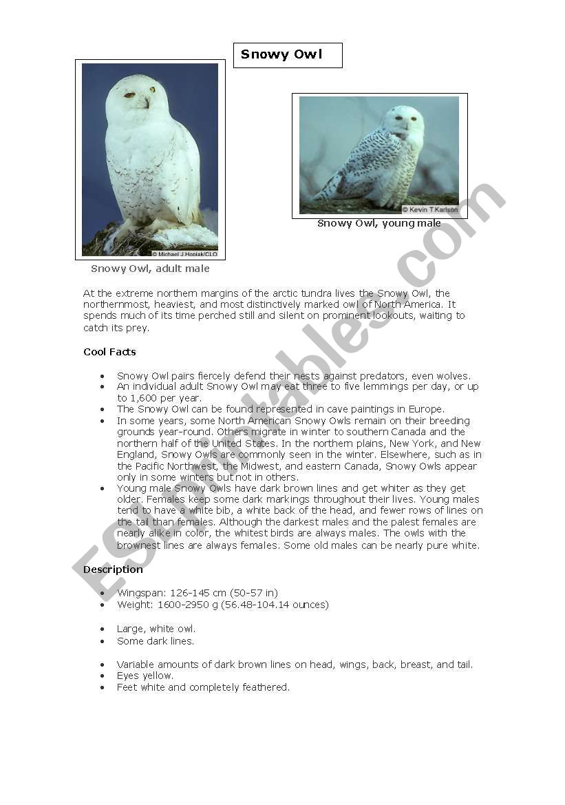 The Snowy Owl worksheet