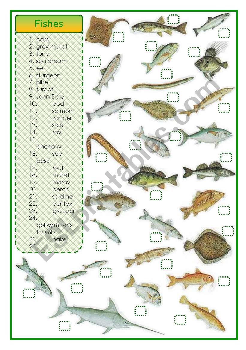 Fishes - matching exercise worksheet