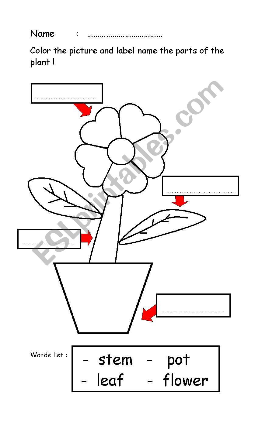 parts of a plant worksheet