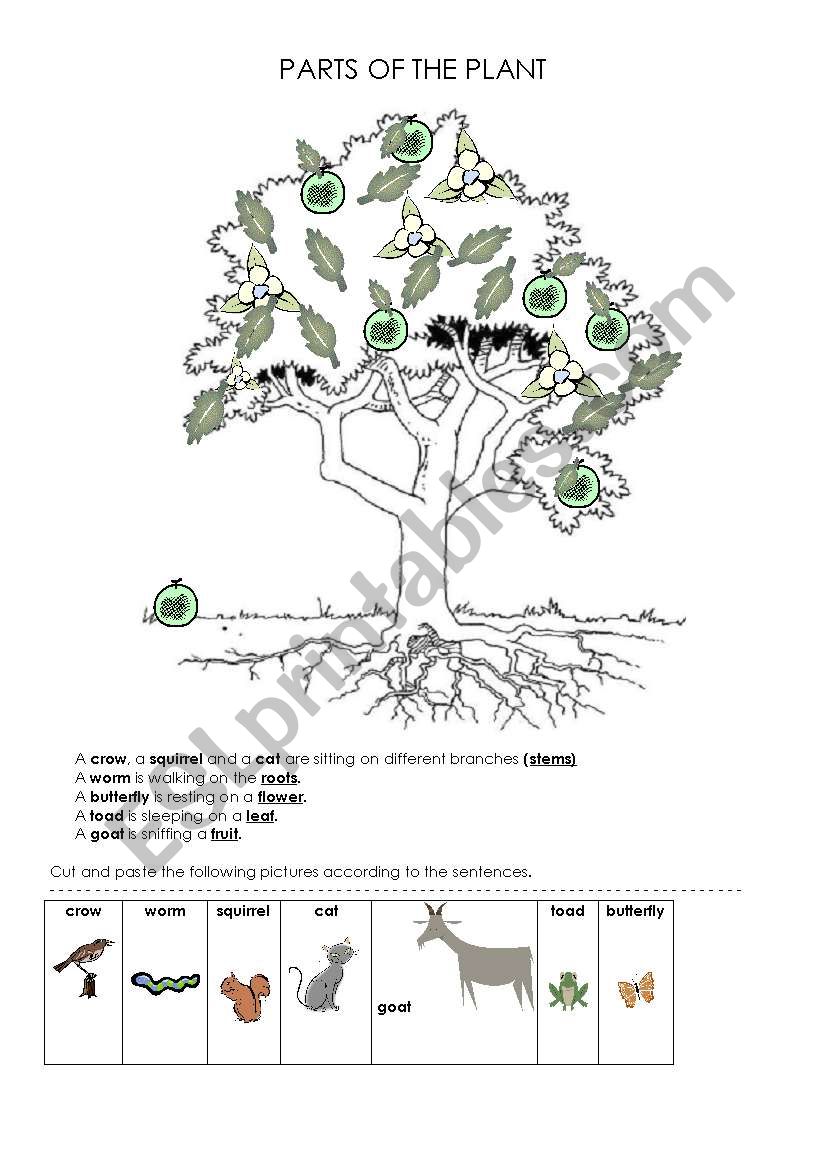 Parts of the plant worksheet