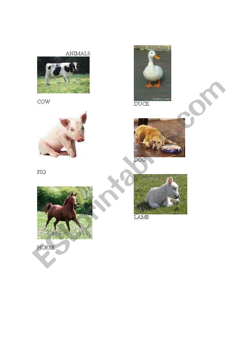 Animals worksheet