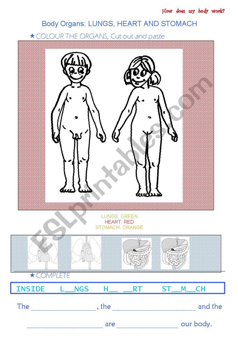 BODY ORGANS: LUNGS, HEART AND STOMACH