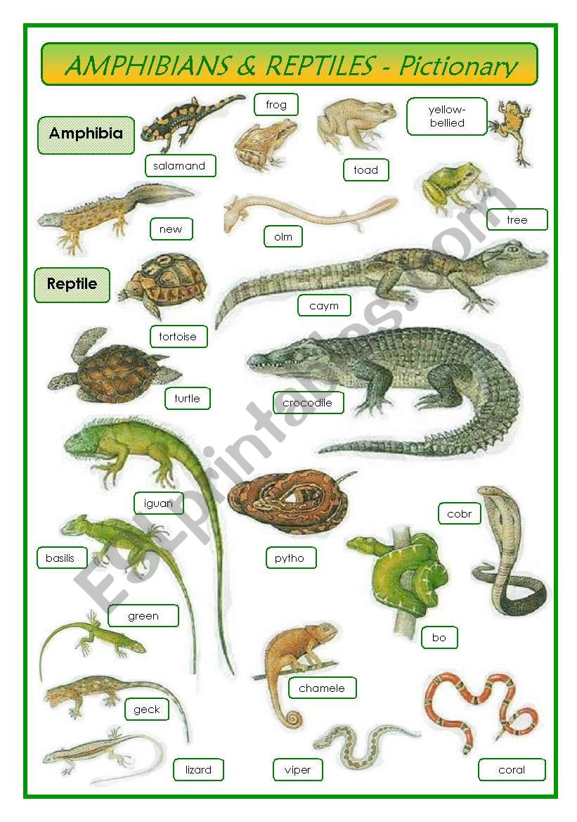 are all amphibians reptiles