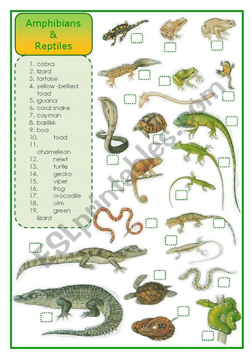 Amphibians and reptiles - matching exercise