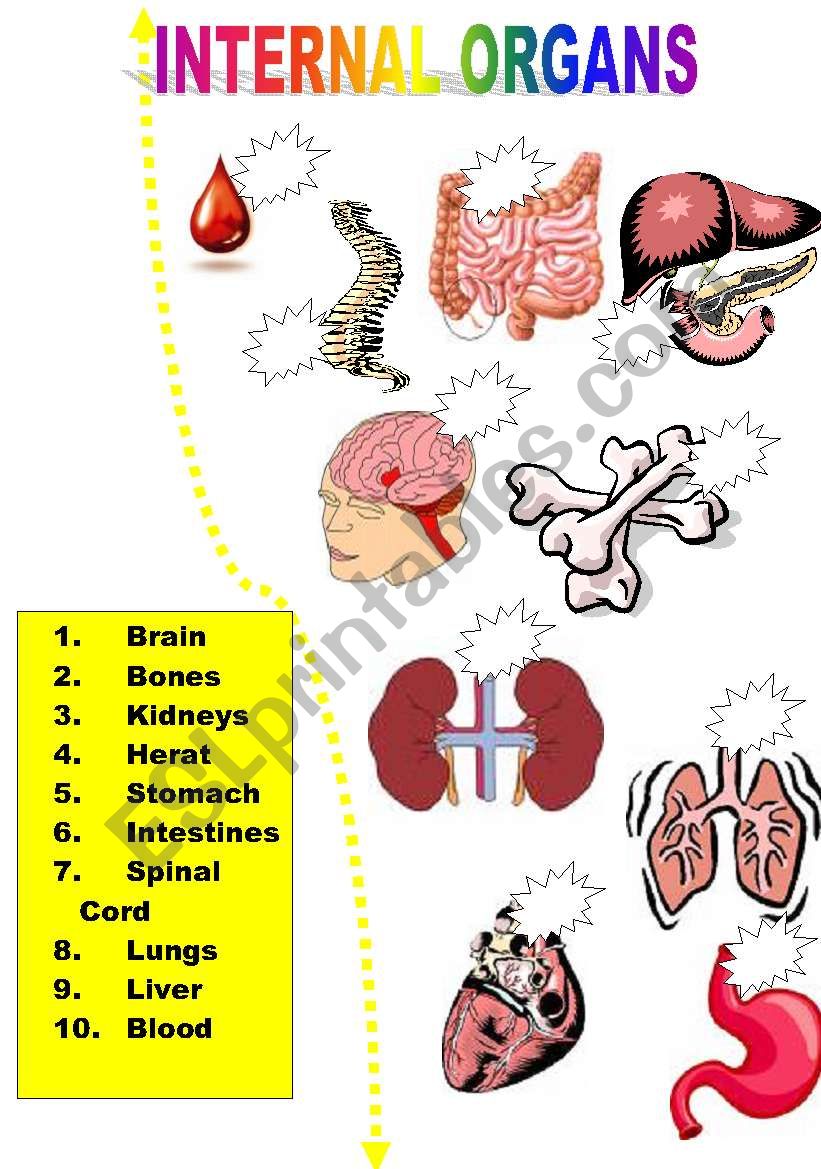 INTERNAL ORGANS worksheet