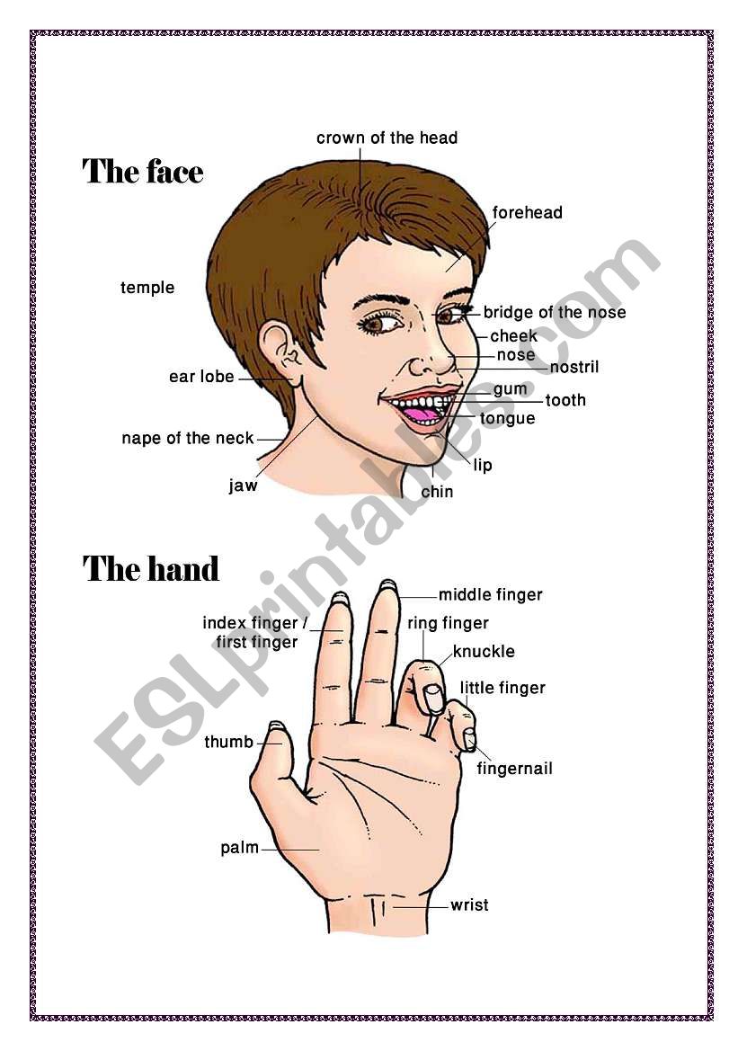The face and the hand worksheet