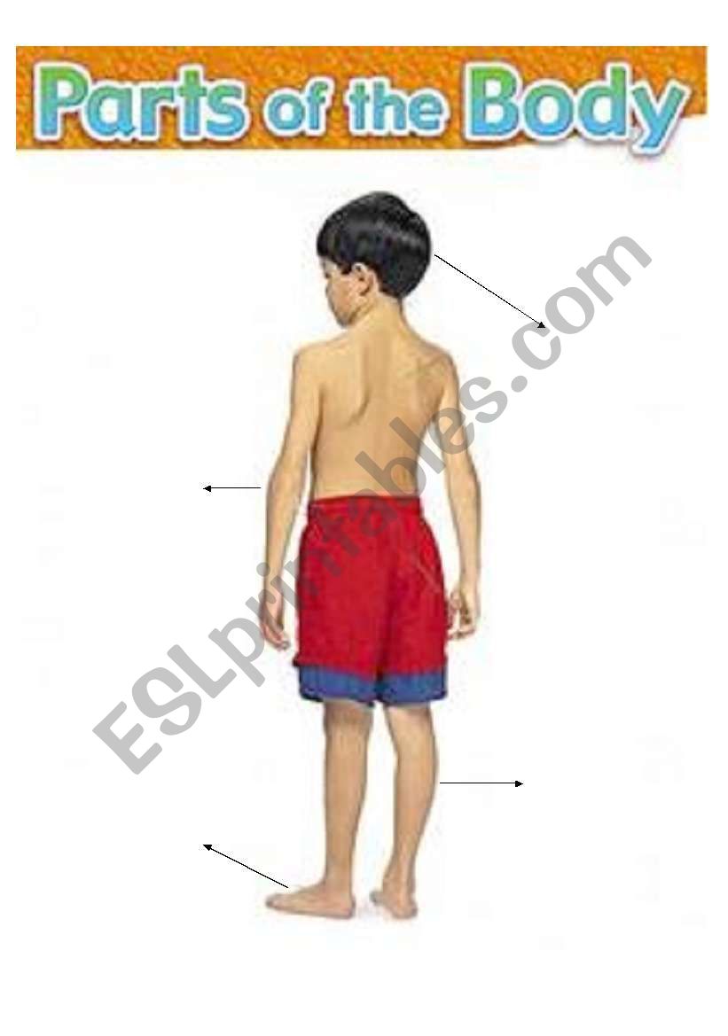 Parts of the body II worksheet