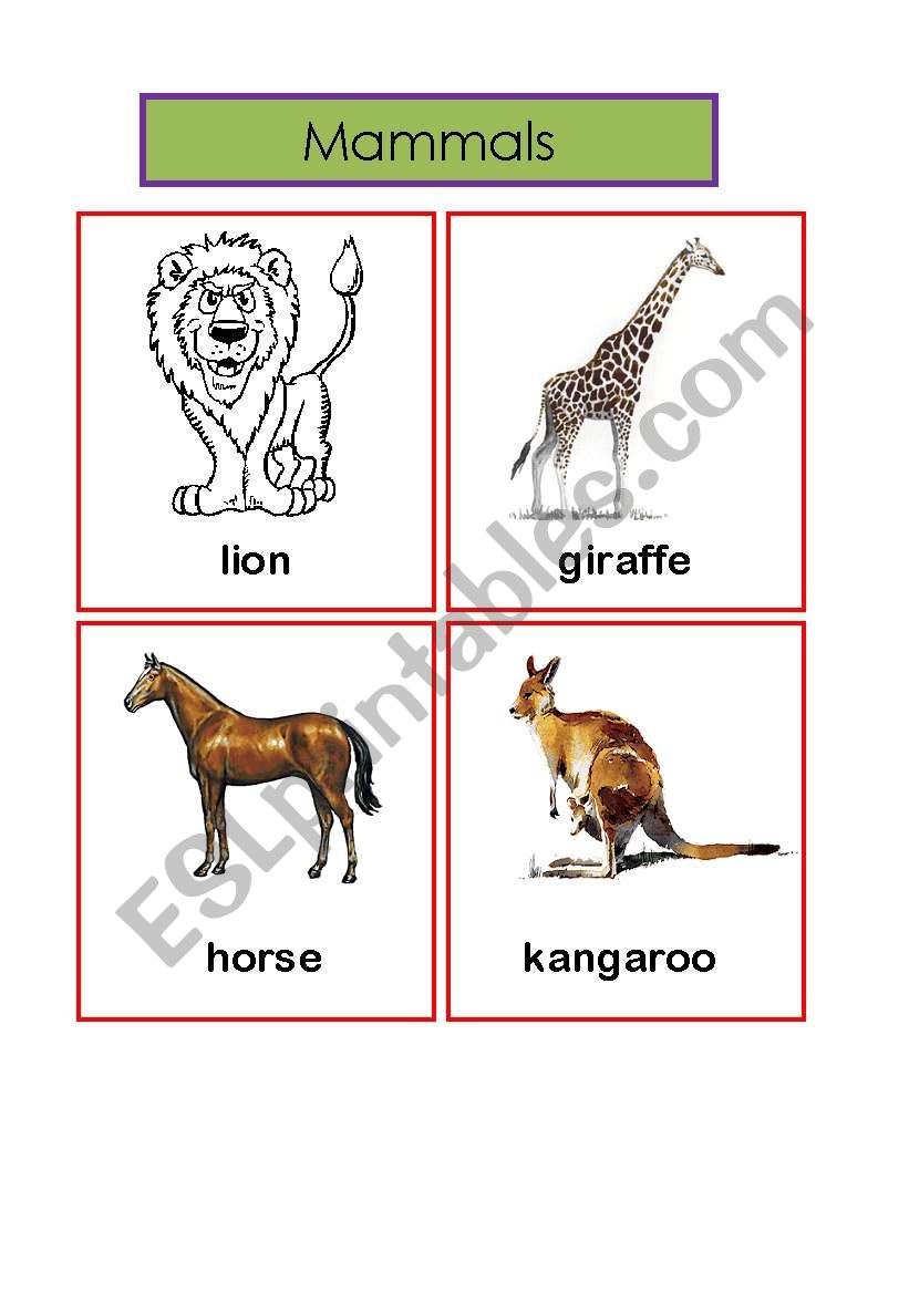 mammals worksheet