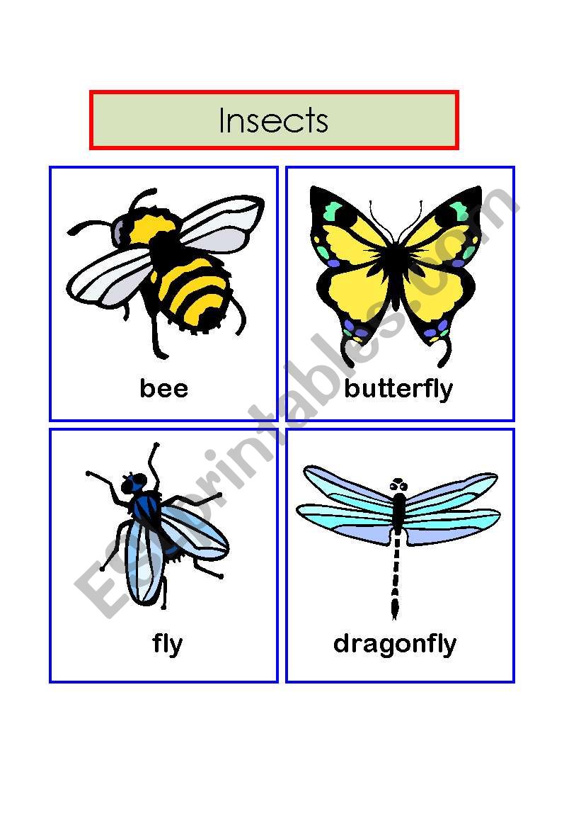 insects worksheet