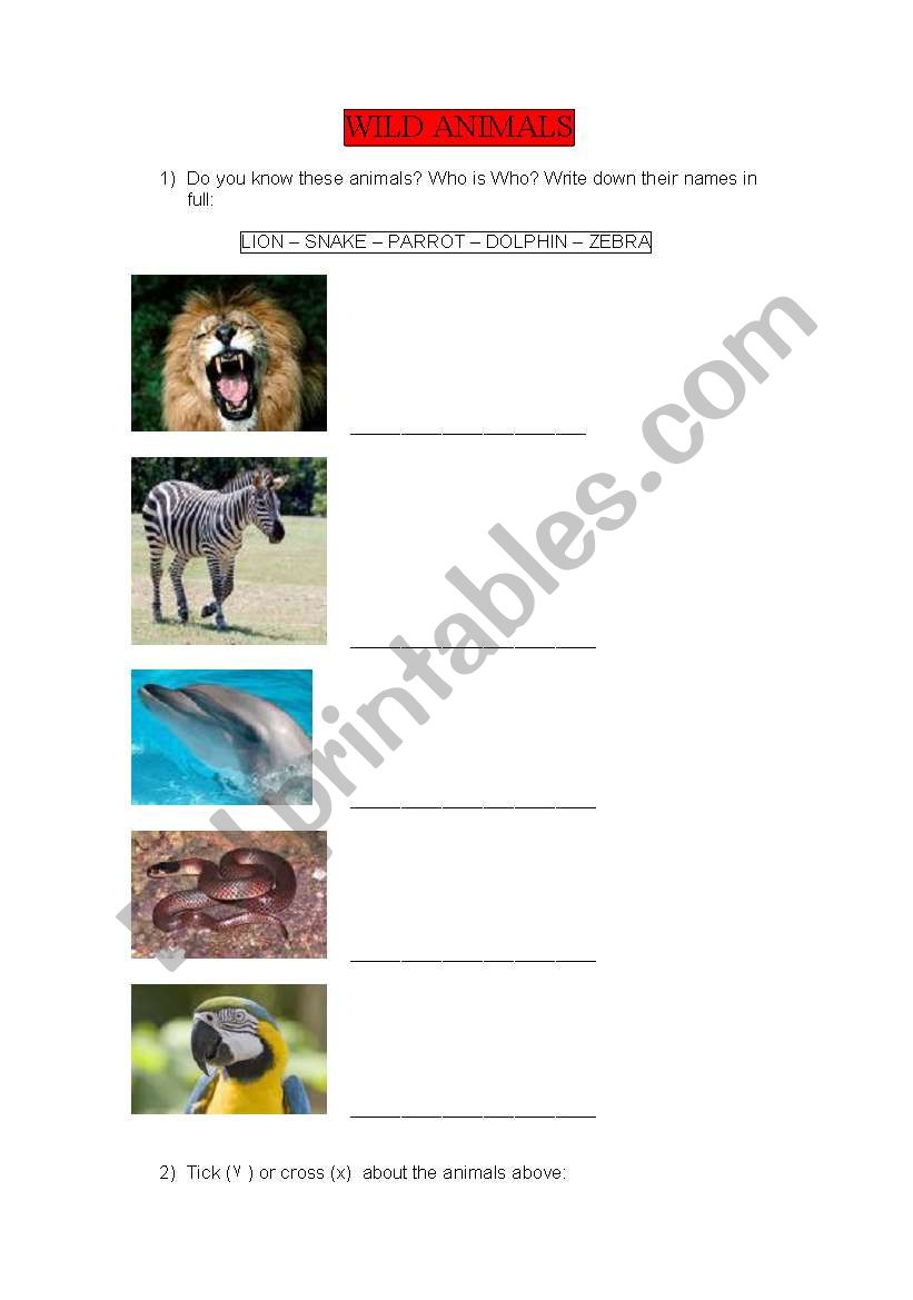 wild animals worksheet