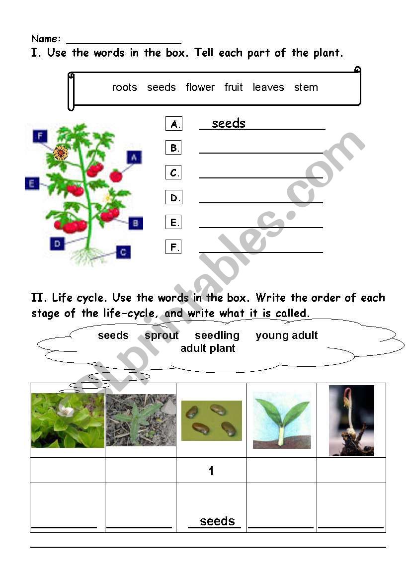 Tell plant parts worksheet