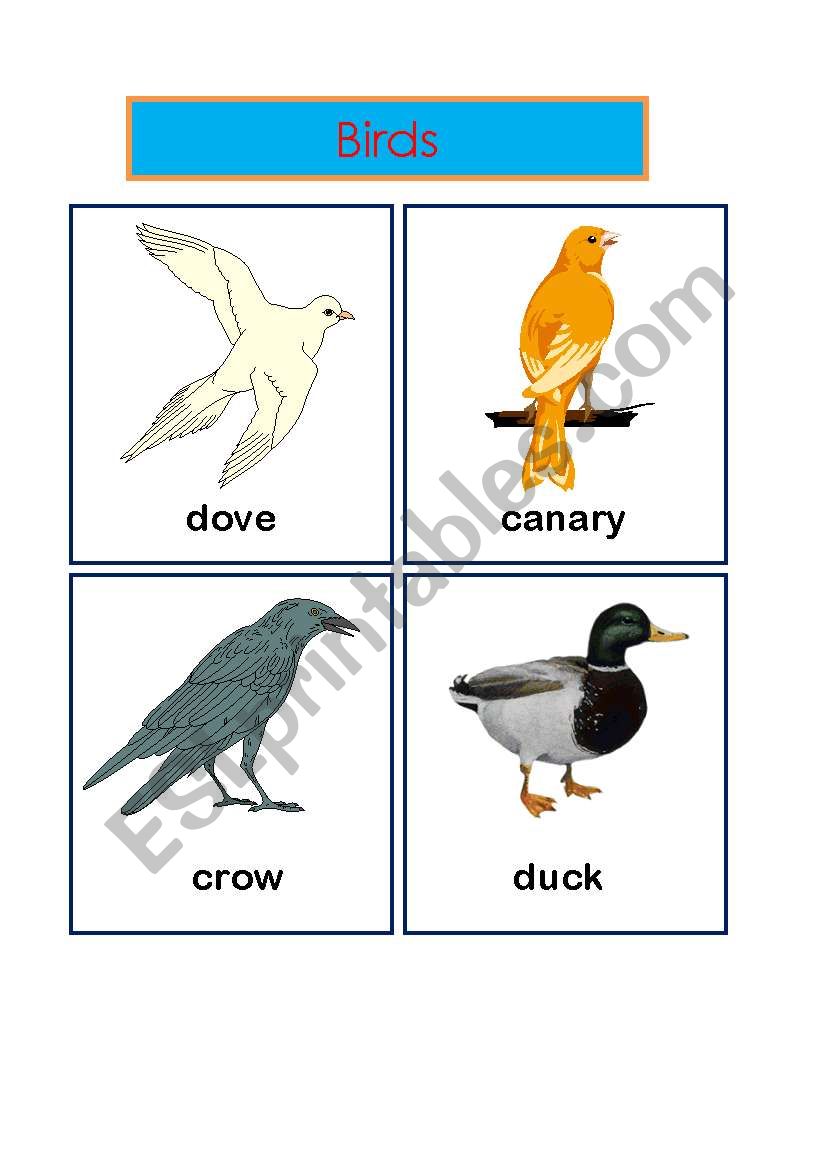 animals worksheet