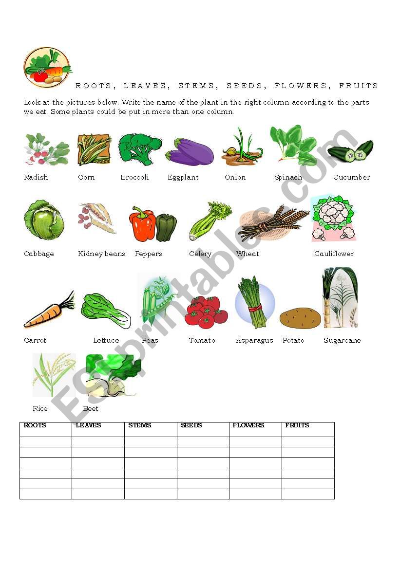 FOOD -PARTS OF THE PLANT worksheet