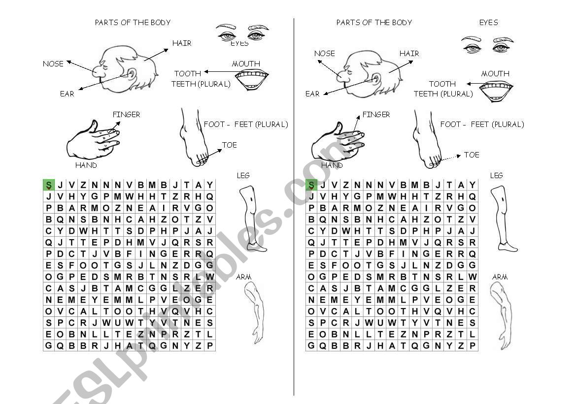 Human Body worksheet