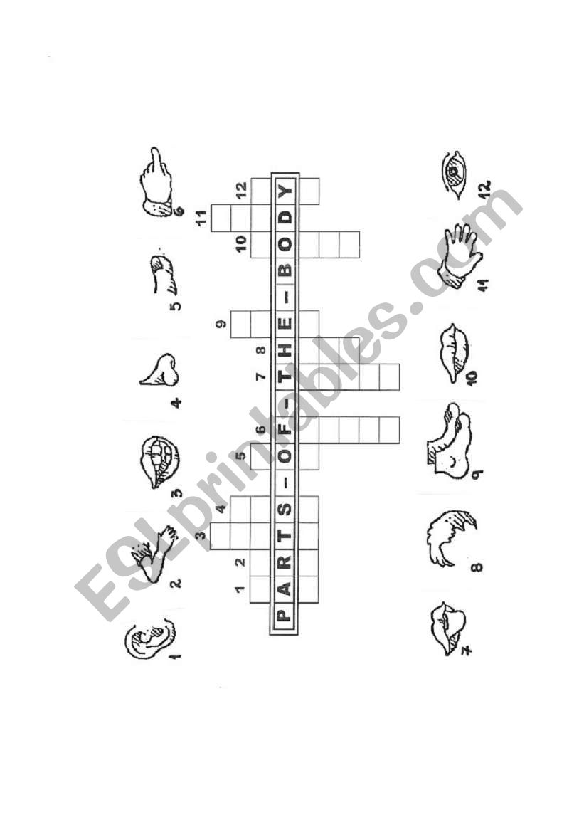 parts of the body worksheet