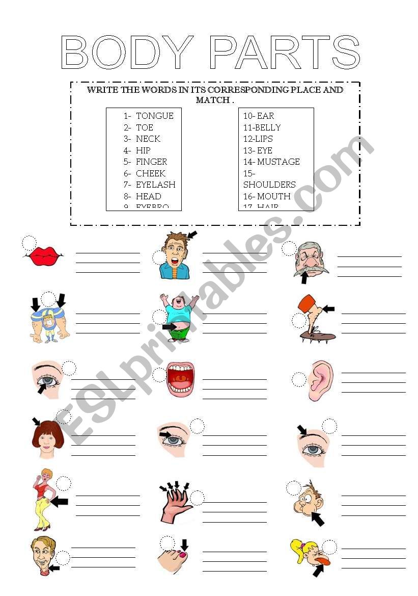 BODY PARTS worksheet